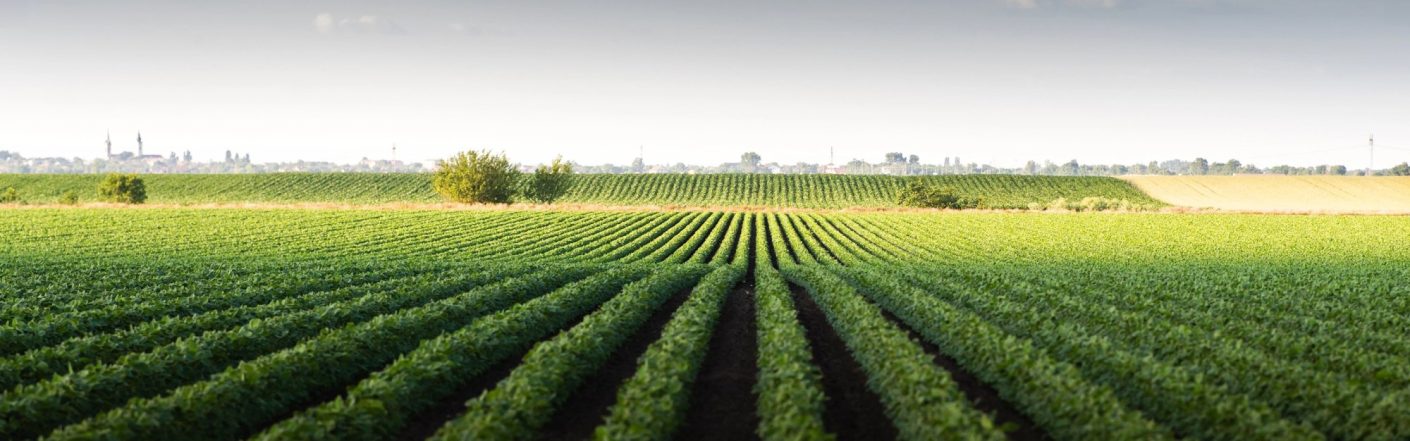 Hutten foodchain